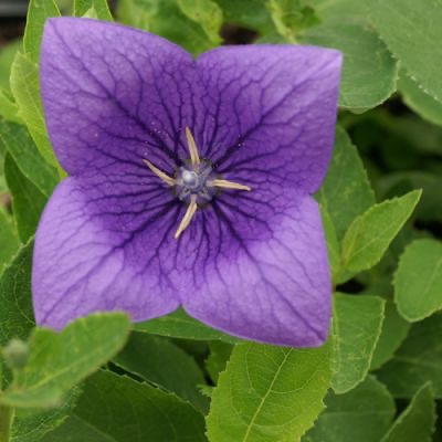 PLATYCODON GRANDIFLORUS GDT