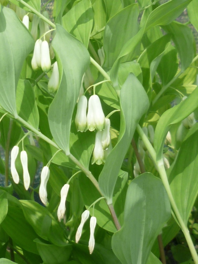 POLYGONATUM MULTIFLORUM GDT (BLANC)