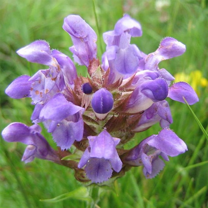 [9961] PRUNELLA GRANDIFLORA GDT