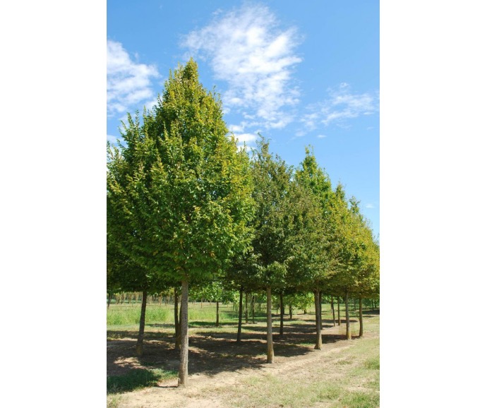 CARPINUS BETULUS TIGE 8-10