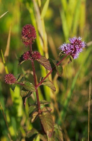 MENTHA AQUATICA GDT