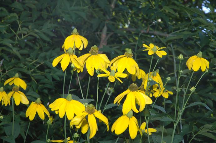 [10894] RUDBECKIA NITIDA HERBSTSONNE GDT (JAUNE)