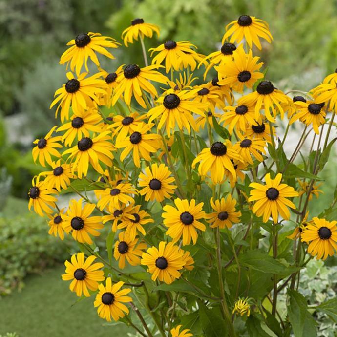 [10895] RUDBECKIA SULLIVANTII GDT (GDT, JAUNE)