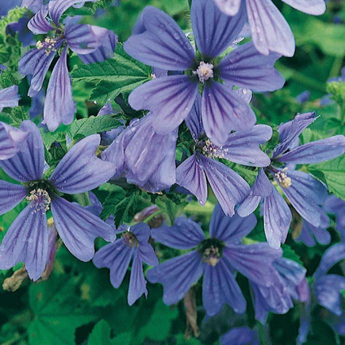 MALVA SYLVESTRIS GDT