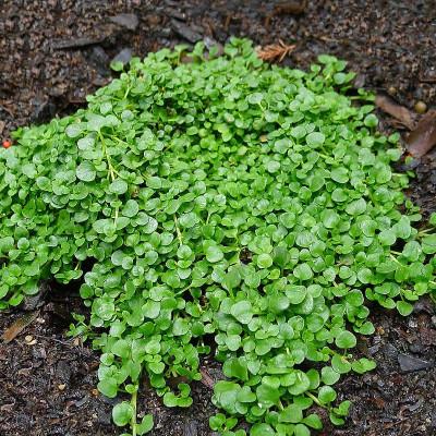 MENTHA REQUIENII (MENTHE CORSE) GDT