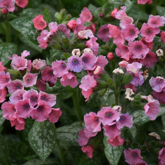 PULMONARIA SACCHARATA MRS MOON GDT (ROSE)