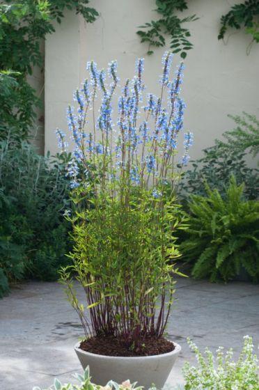 SALVIA ULIGINOSA CLT 2-3