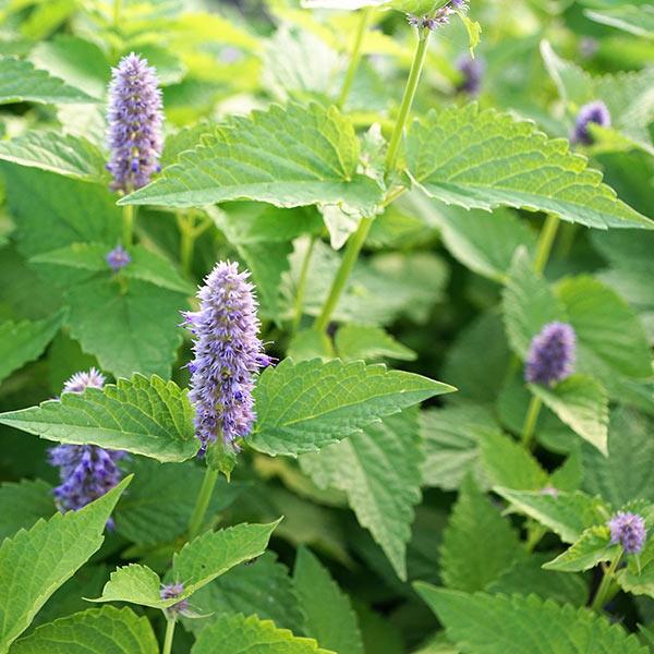 MENTHA PIPERITA (MENTHE POIVRÉE) GDT