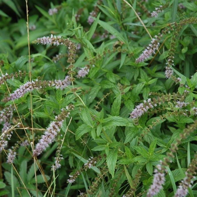 [7929] MENTHA SPICATA (MENTHE VERTE) GDT