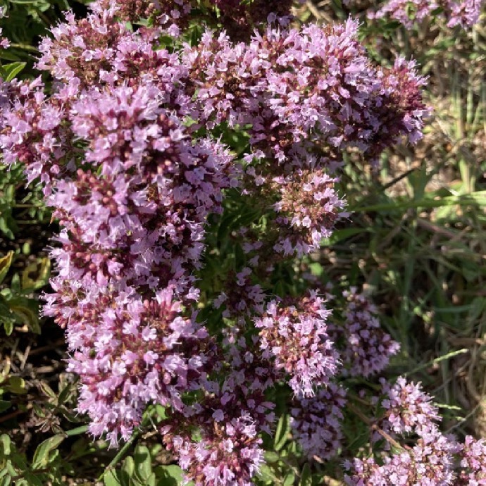 ORIGANUM VULGARE MARJOLAINE GDT (MAUVE)