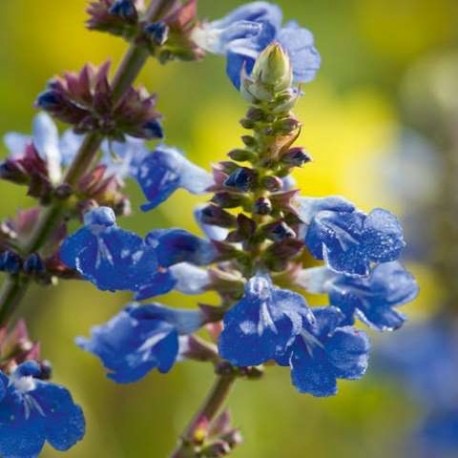 SALVIA ULIGINOSA GDT