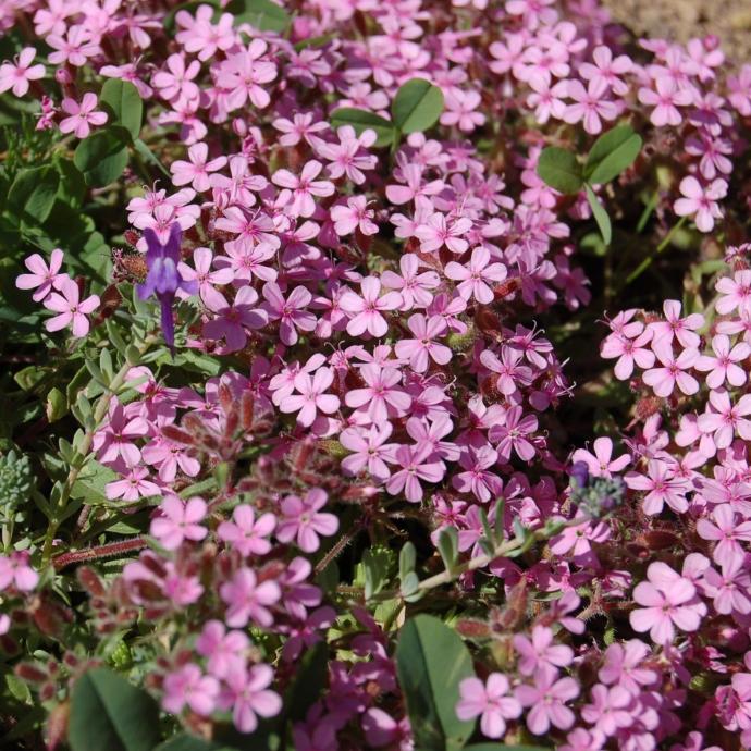 [11150] SAPONARIA OCYMOIDES (COULEUR/VARIETE) GDT