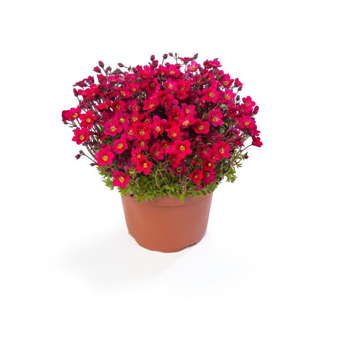 SAXIFRAGA ARENDSII (COULEUR/VARIETE) GDT