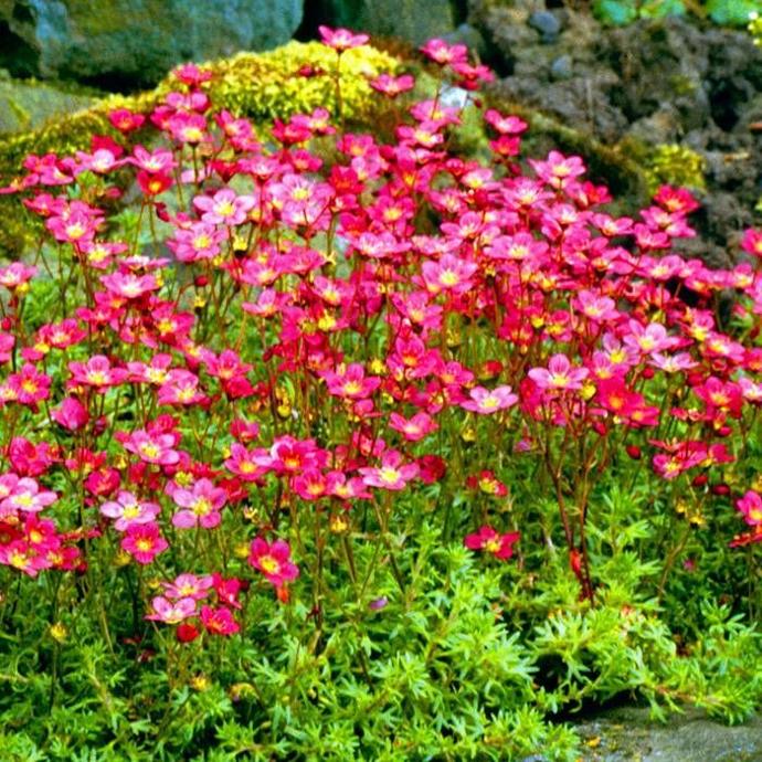 SAXIFRAGA HARDZWERG GDT (ROUGE)