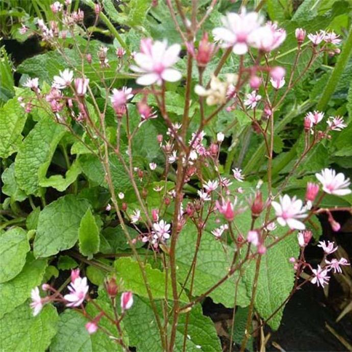 SAXIFRAGA URBIUM UMBROSA GDT (ROSE)