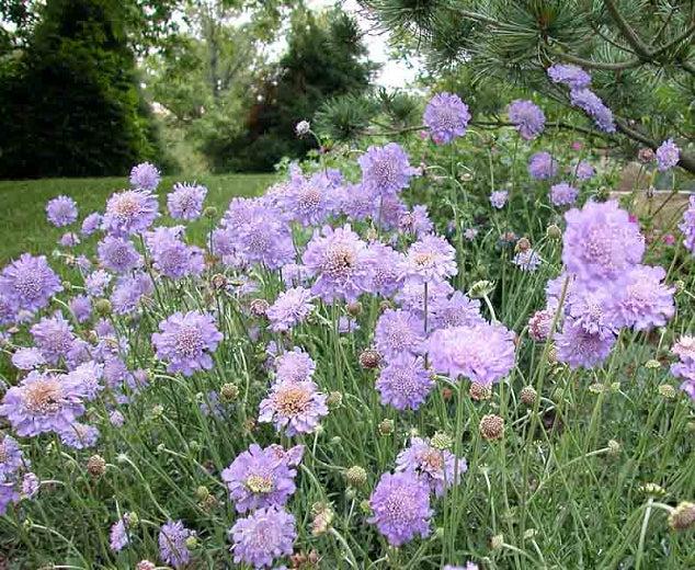 SCABIOSA COLUMBARIA NANA BLUE GDT (BLEU)