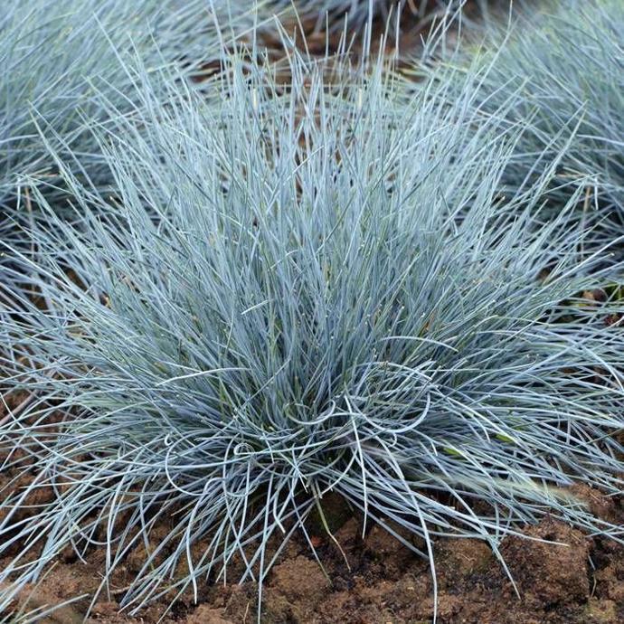 [5147] FESTUCA GLAUCA CLT 2-3