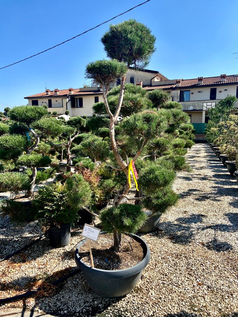 [9329] PINUS SYLVESTRIS COUPE 70 BONSAI (POT 70L, 150/175, BONSAI)