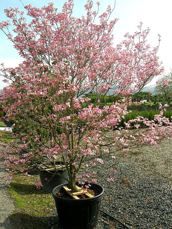 CORNUS FLORIDA RUBRA CLT 30 100/125