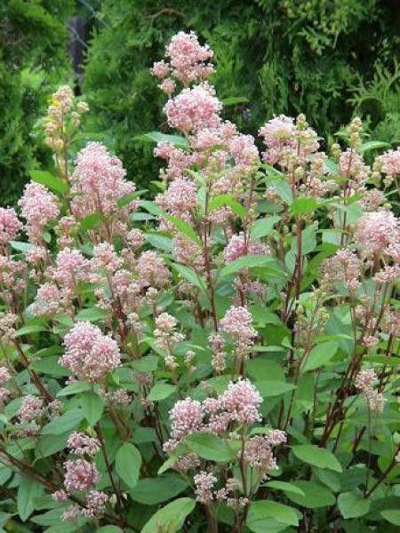 [2667] CEANOTHUS PALLIDUS MARIE SIMON CLT 3 40/60