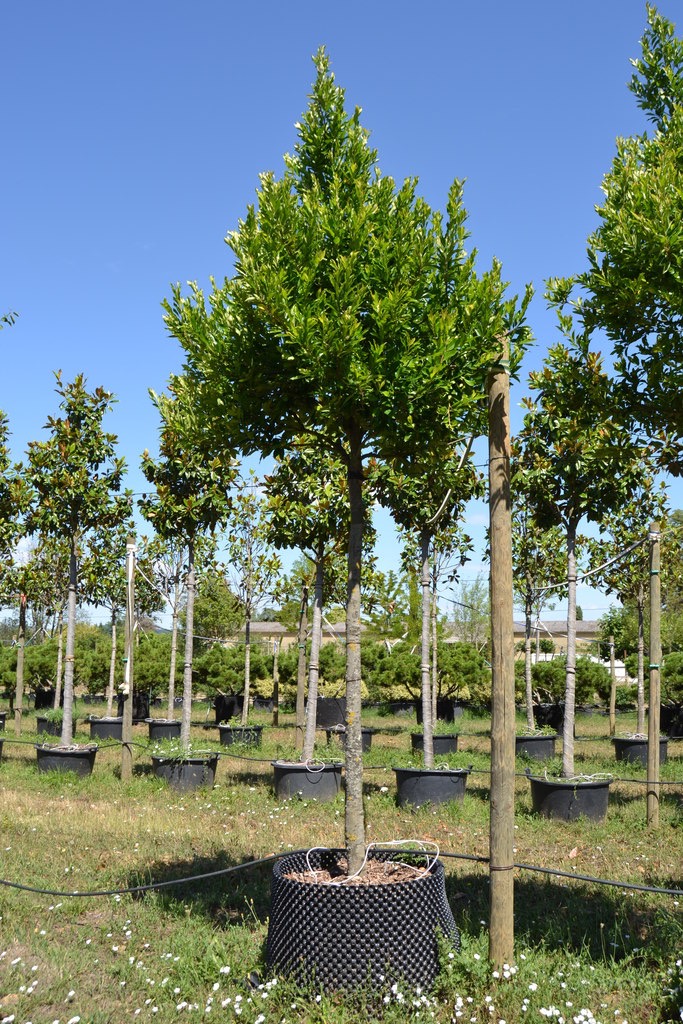 PRUNUS CAROLINIANA CLT 35 TIGE 8-10