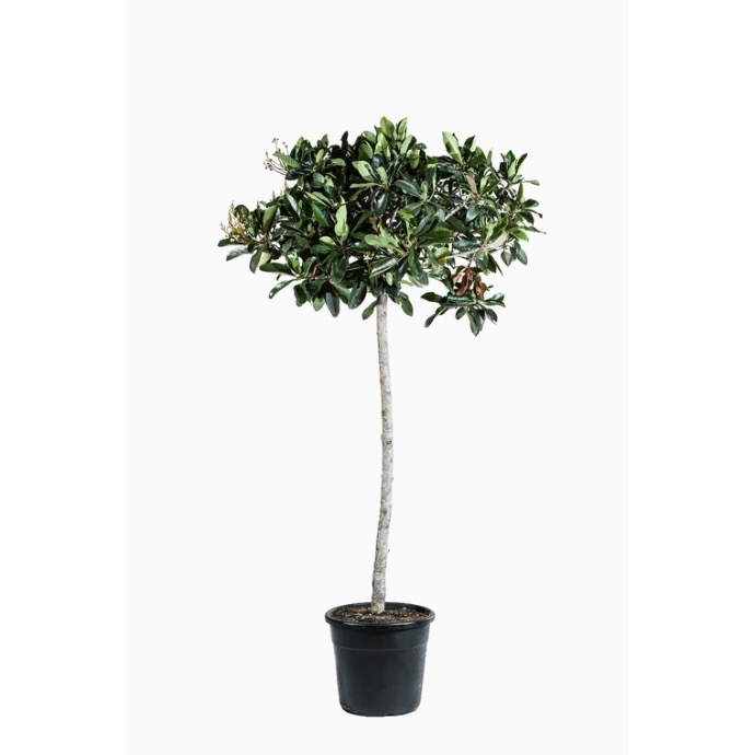 ERIOBOTRYA JAPONICA (NEFLIER) TIGE 10-12