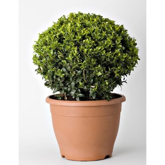 BUXUS SEMPERVIRENS CLT 15 BOULE 35-40