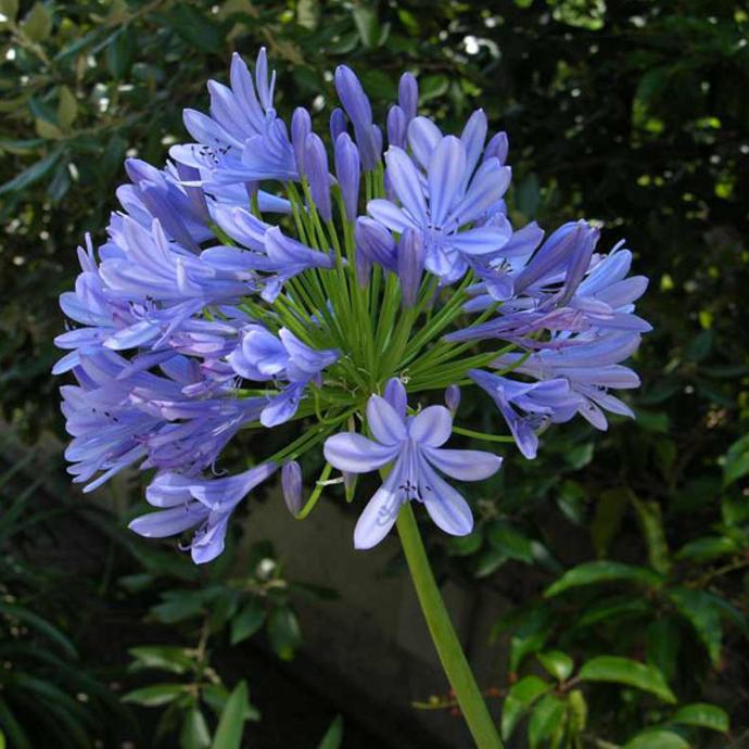 [354] AGAPANTHUS UMBELLATUS GDT (BLEU)