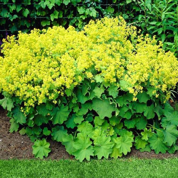 [0963] ALCHEMILLA MOLLIS GDT (JAUNE)
