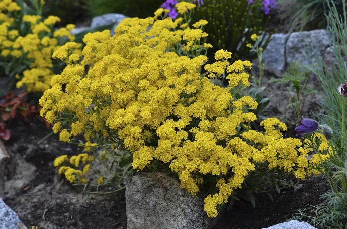 [1061] ALYSSUM SAXATILE GDT (JAUNE)