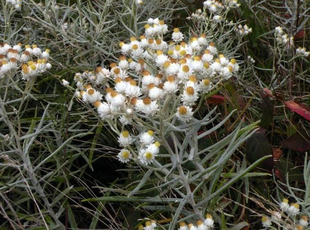 [1085] ANAPHALIS MARGARITACEA GDT (BLANC)