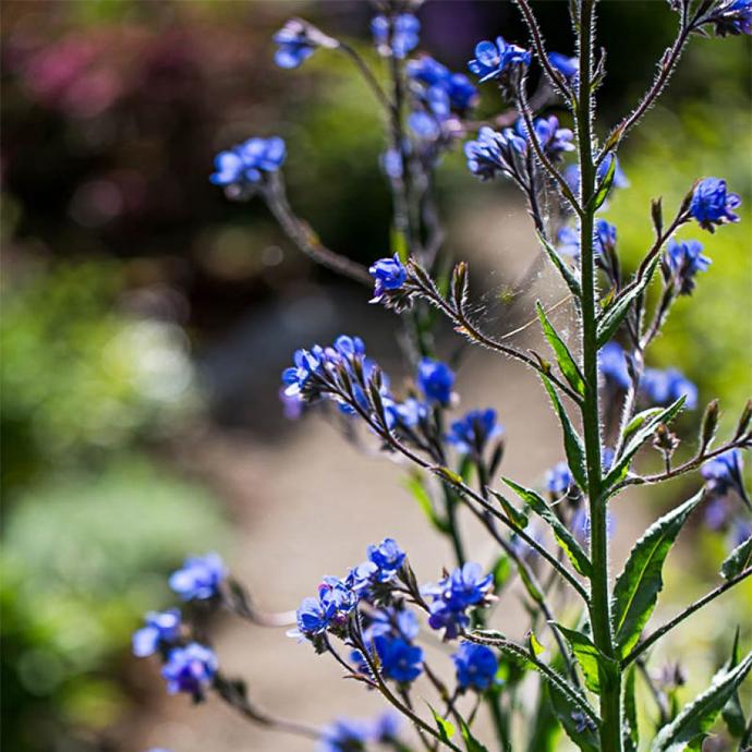 ANCHUSA DROPMORE GDT