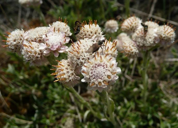 ANTENNARIA DIOICA GDT