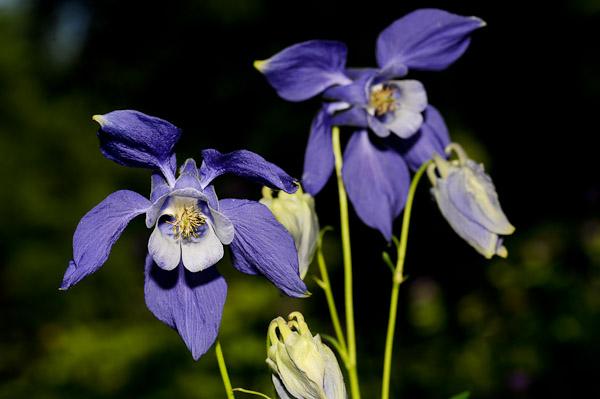 AQUILEGIA ALPINA GDT