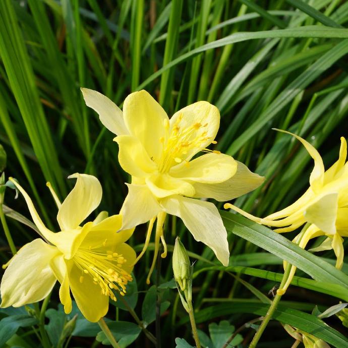 AQUILEGIA CHRYSANTHA GDT
