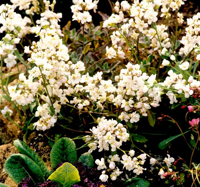 ARABIS CAUCASICA GDT