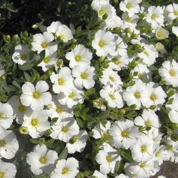 [1248] ARENARIA MONTANA GDT (BLANC)