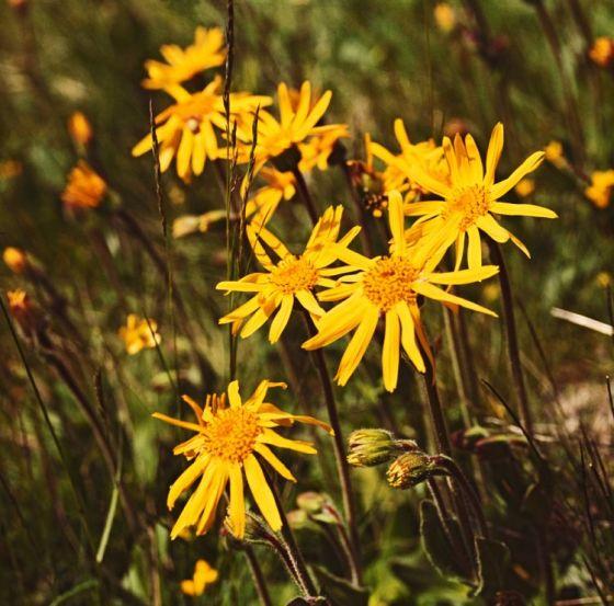 ARNICA MONTANA GDT
