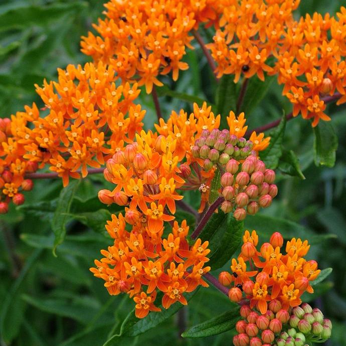 [1474] ASCLEPIAS TUBEROSA GDT (ORANGE)