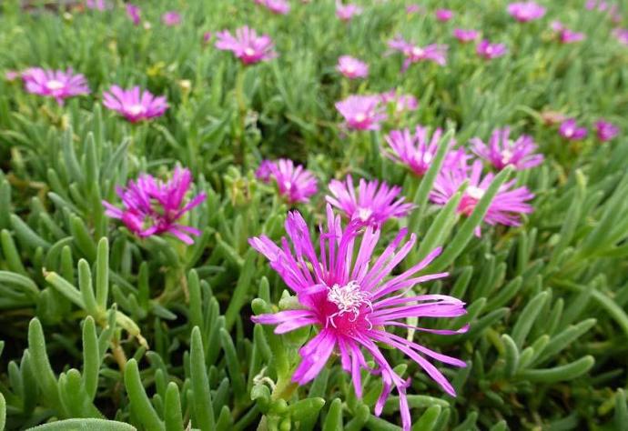 [4181] DELOSPERMA COOPERI GDT