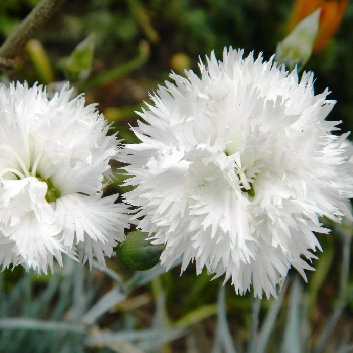 [4250] DIANTHUS PLUMARIUS GDT (GDT, BLANC)