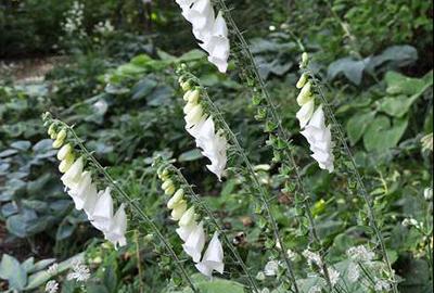 [4292] DIGITALIS PURPUREA GDT (100)