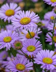 [4560] ERIGERON GLAUCUS GDT (ROSE)