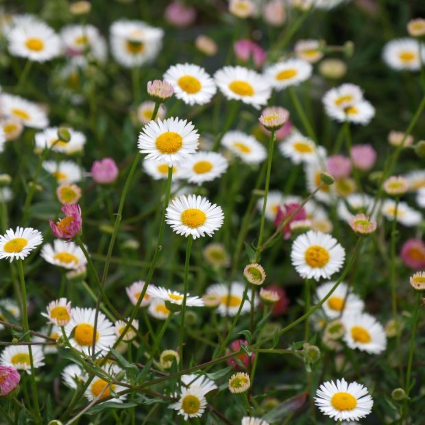 [4562] ERIGERON KARVINSKIANUS GDT (GDT)