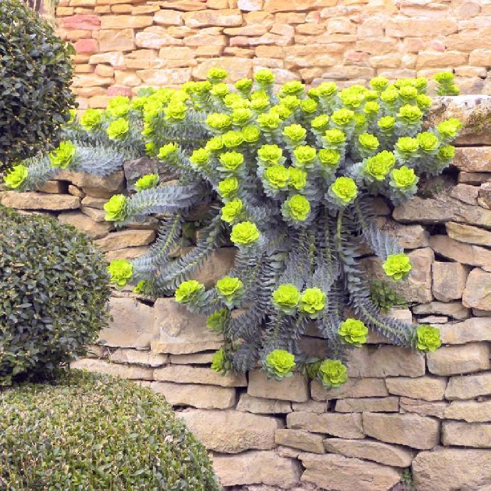 EUPHORBIA MYRSINITES GDT