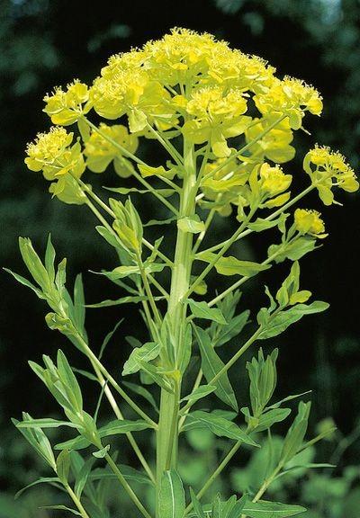 EUPHORBIA PALUSTRIS GDT