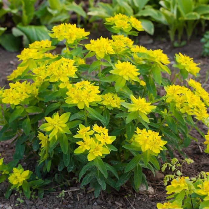 EUPHORBIA POLYCHROMA GDT