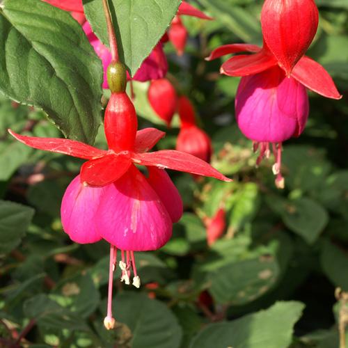 FUCHSIA CHAMPION GDT