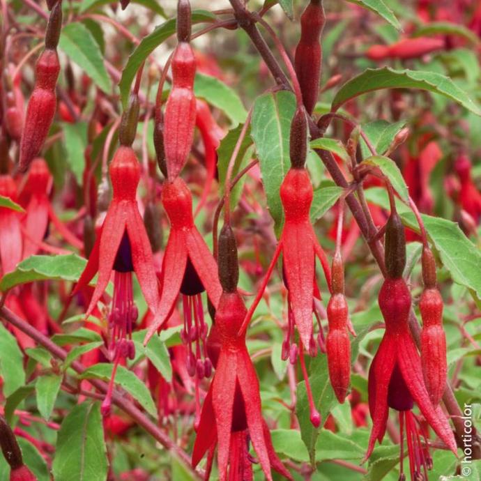 FUCHSIA MAGELLANICA GDT