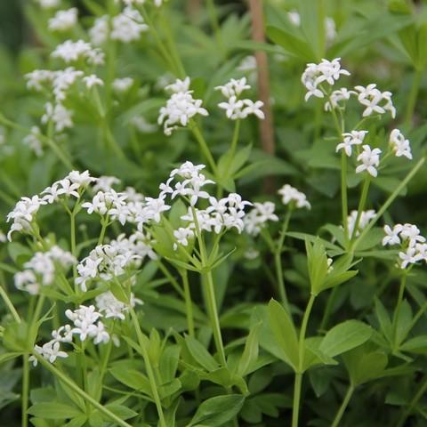 GALLIUM ODORATUM BLANC GDT